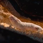 Naked Mole Rats Usually Fight to the Death for the Crown — One Colony Refused