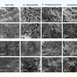 NASA Found a Fungus in Space That Pulls Metals From Rock