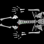 Neanderthal Toddlers Grew Up Faster Than We Did — And Now We Know Why