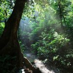 Panama’s Tropical Forests Are Losing Half Their Fine Roots Underground