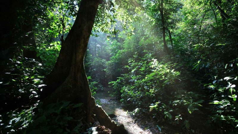 Panama’s Tropical Forests Are Losing Half Their Fine Roots Underground
