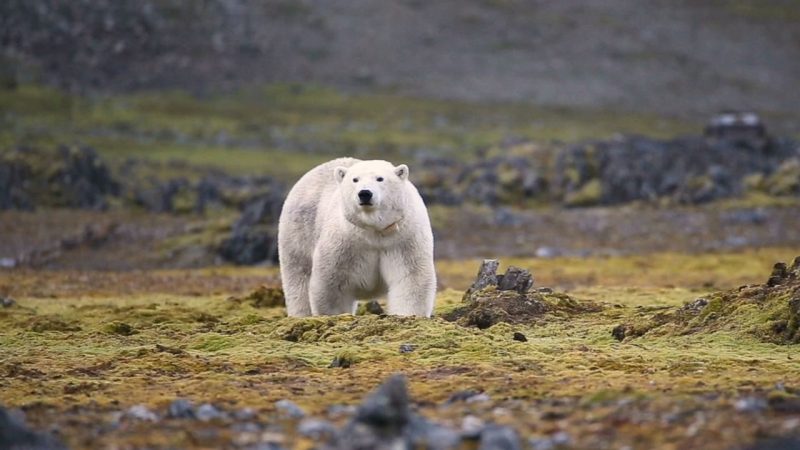 Polar Bears in Greenland Are Genetically Changing — But Is It Enough
