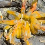 Scientists Found a Giant Tarantula Claimed by a Rare Parasite in the Amazon