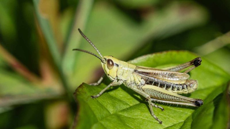 Scientists Found a Universal Rule Linking Evolution Across Every Living Thing