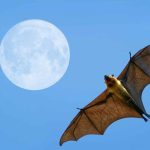 Scientists Pinpointed the Bat Lineages Most Likely to Spark the Next Epidemic