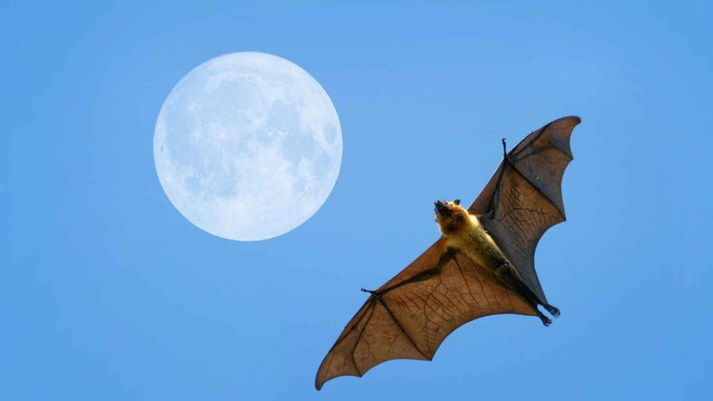Scientists Pinpointed the Bat Lineages Most Likely to Spark the Next Epidemic