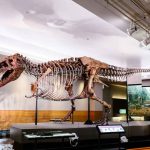 Scientists Reexamined Sue the T. Rex and Found a Clue Nobody Expected