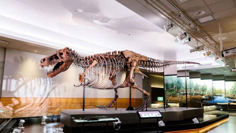 Scientists Reexamined Sue the T. Rex and Found a Clue Nobody Expected