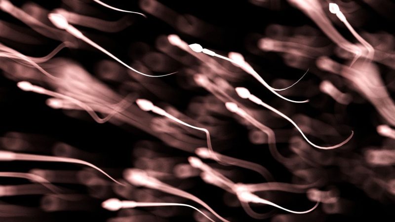 Sperm Quality Peaks in Summer — But the Reason Is Not What You’d Expect