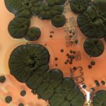 The Chernobyl Fungus That Doesn’t Just Survive Radiation — It Feeds on It