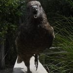 The Kea Parrot With No Upper Beak Who Became Unbeatable in a Fight