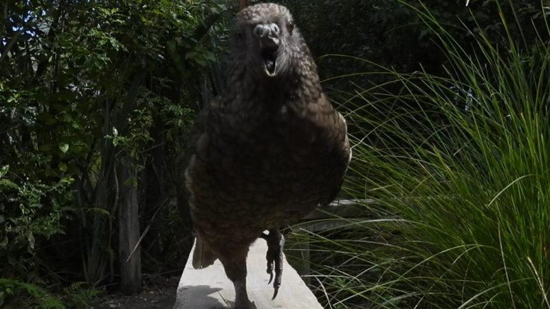 The Kea Parrot With No Upper Beak Who Became Unbeatable in a Fight
