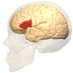 The Man Who Could Only Say One Word Changed Brain Science Forever