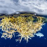 The Sargasso Sea Has No Shores and What Defines It Will Surprise You