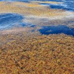 The Sea With No Coastline Is Warming and the Atlantic May Pay for It