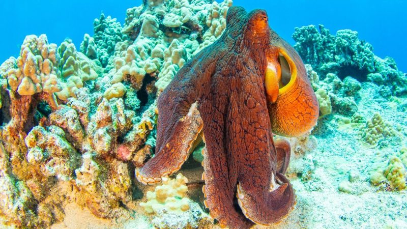 Think You Know Octopuses? This Quiz Tests Your Cephalopod Knowledge