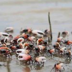 Tiny Crabs in Colombia’s Mangroves Are Turning Microplastics Into Something Worse