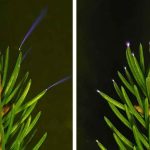 Tree Needles Caught Flashing UV Light During Storms And No One Can Explain It