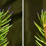 Trees Across the US Are Flickering With Electricity and Silently Burning