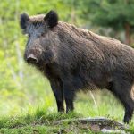 Urban Wild Boars in Berlin and Barcelona Are Evolving Away From Their Forest Cousins