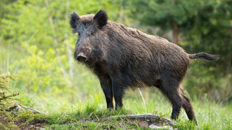 Urban Wild Boars in Berlin and Barcelona Are Evolving Away From Their Forest Cousins