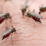 What Actually Attracts Mosquitoes to You Has Nothing to Do With Sweet Blood