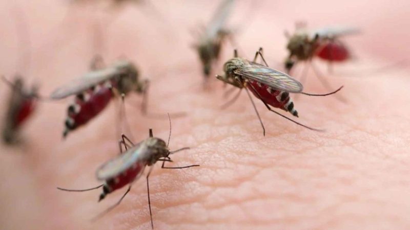 What Actually Attracts Mosquitoes to You Has Nothing to Do With Sweet Blood