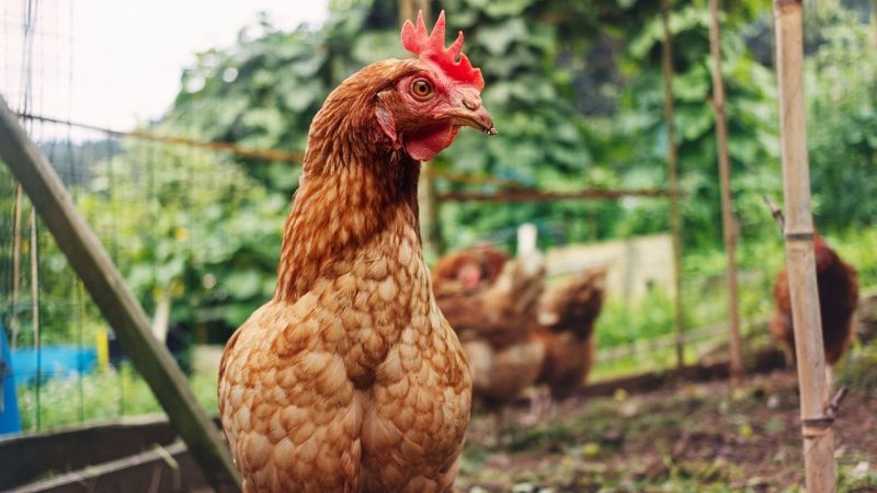 What Actually Happens When a Chicken Loses Its Head Will Surprise You