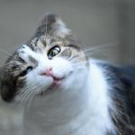 What Cats Are Actually Doing When They Flick Their Heads Back and Forth