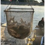 100,000 Pounds of Invasive Carp Pulled From the Kansas River