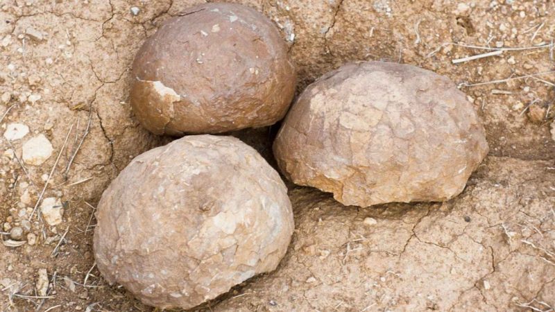 500 Dinosaur Eggs Found in France Are Rewriting a Lost Nesting Ground