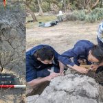950-Year-Old Dingo Burial Reveals Something Unexpected About Ancient Bonds