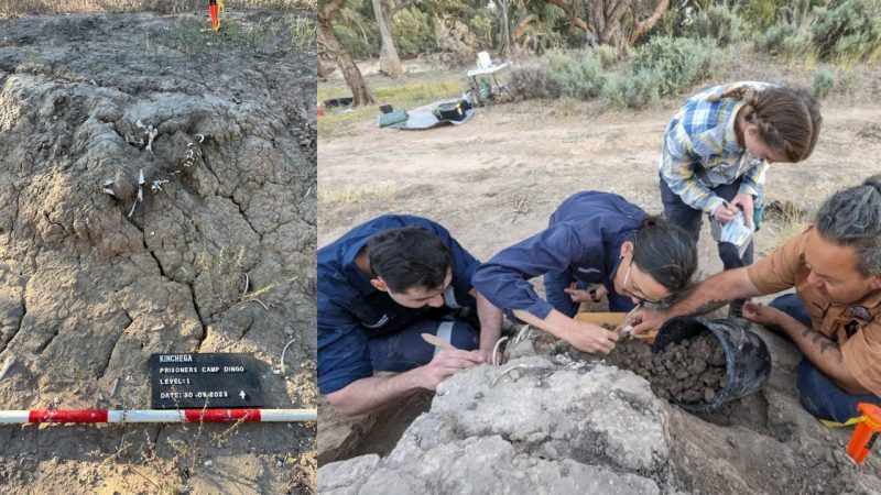 950-Year-Old Dingo Burial Reveals Something Unexpected About Ancient Bonds
