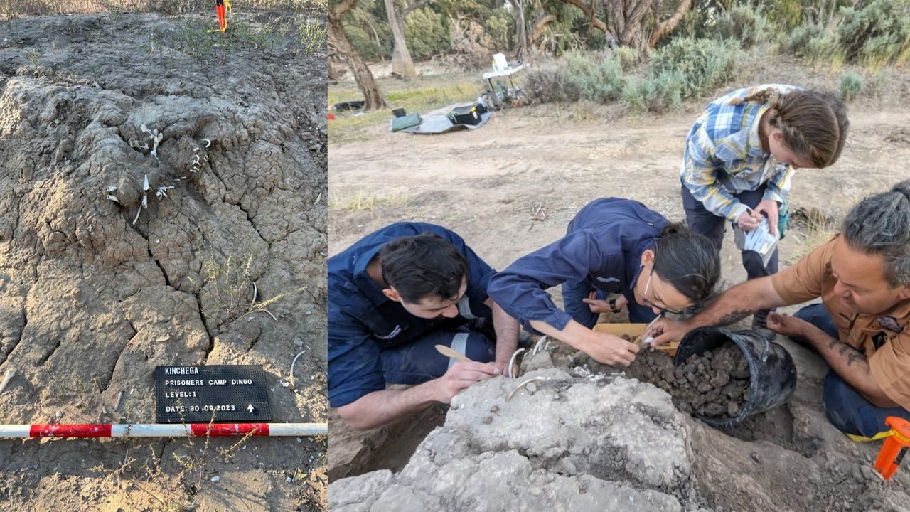 950-Year-Old Dingo Burial Reveals Something Unexpected About Ancient Bonds