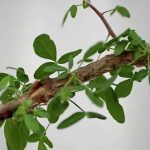 A 1,000-Year-Old Seed Just Grew Into the Plant Ancient Judea Lost