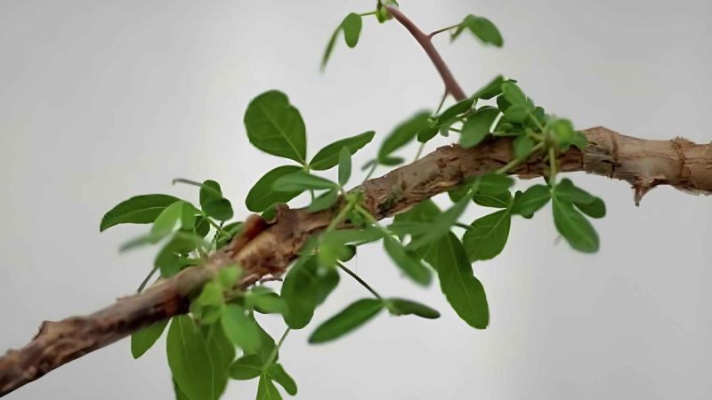 A 1,000-Year-Old Seed Just Grew Into the Plant Ancient Judea Lost