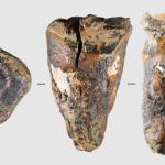 A 60,000-Year-Old Drilled Tooth Just Rewrote the History of Dentistry