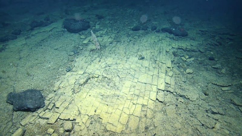 A Camera 1km Down Found a Yellow Brick Road in a Protected Sea