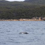 A Tangled Humpback Whale Off Australia Sent Aircrews Racing to Find It
