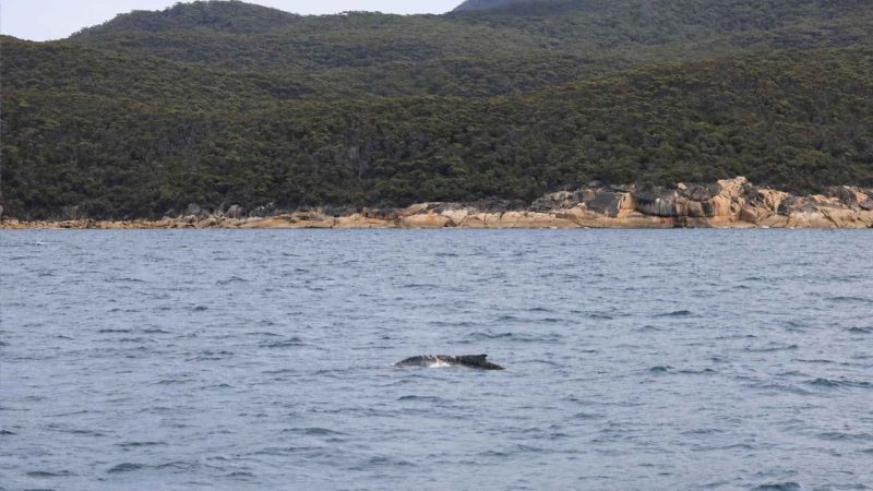 A Tangled Humpback Whale Off Australia Sent Aircrews Racing to Find It