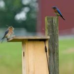 Birds Singing Near Your Home May Signal Something Bigger Than Noise