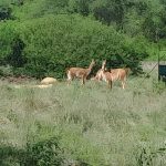 Guanacos Return to Argentina’s Chaco After 110 Years and Scientists Are Watching Closely