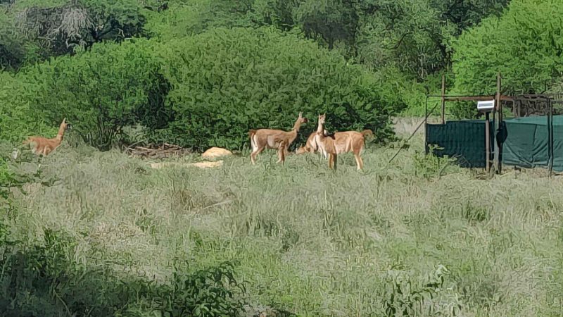Guanacos Return to Argentina’s Chaco After 110 Years and Scientists Are Watching Closely