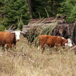 Island Cattle Abandoned 130 Years Ago Just Rewrote What We Know About Survival