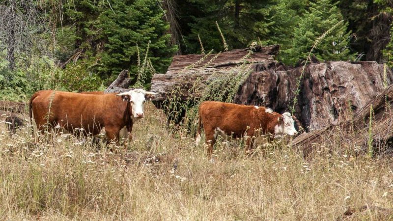 Island Cattle Abandoned 130 Years Ago Just Rewrote What We Know About Survival