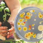 Mexico’s Soil Bacteria Could Grow Crops Where Chemicals Have Failed