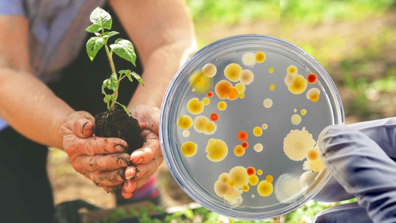 Mexico’s Soil Bacteria Could Grow Crops Where Chemicals Have Failed