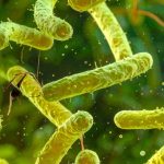 Mirror Bacteria Could Slip Past Every Defense Life Has Ever Built