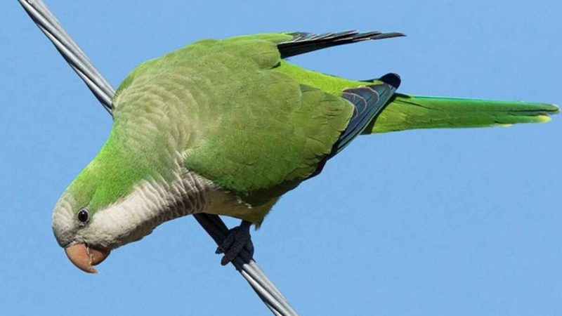 Parakeets Near Your Home Are Carrying a Message About Your City