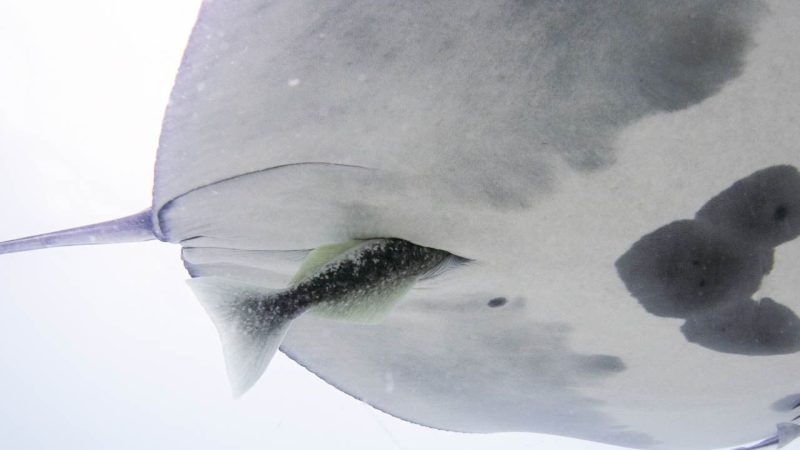 Remoras Are Hiding Inside Manta Ray Rear Ends And Scientists Are Stunned